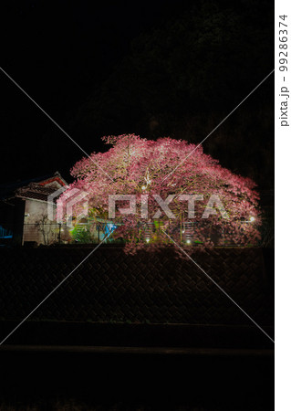 證海寺　早咲きの河津桜　ライトアップされた夜景 99286374