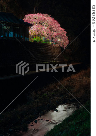 證海寺　早咲きの河津桜　ライトアップされた夜景 99286385