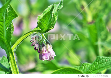 薄紫色のコンフリーの花（春、五月） 99286600