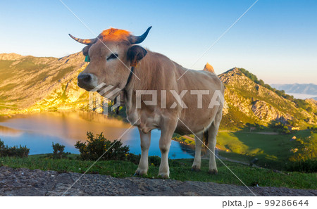 Asturian Mountain cattle cow sits on the lawn in a national park at sunrise 99286644