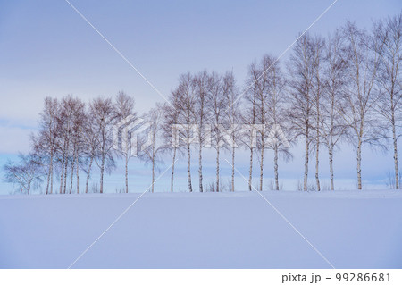 美瑛 雪原と白樺並木 真冬の北海道観光 1月 美瑛 雪原と白樺並木 真冬の北海道観光 1月 99286681
