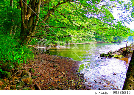 【神奈川】初夏の箱根　九頭龍神社本宮前の鮮やかな緑と芦ノ湖 99286815