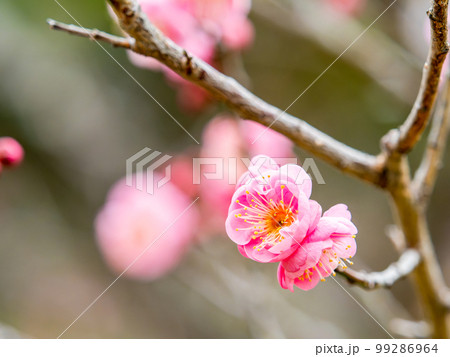 新春に咲き始めた美しい梅の花　紅梅 99286964