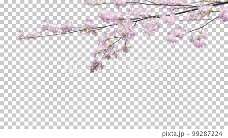 背景を透過した桜の花のモデル　3dレンダリング 99287224