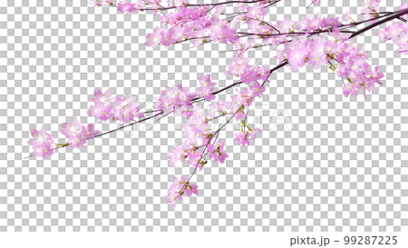 背景を透過した桜の花のモデル　3dレンダリング 99287225