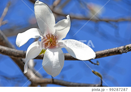 コブシ（辛夷） 99287287