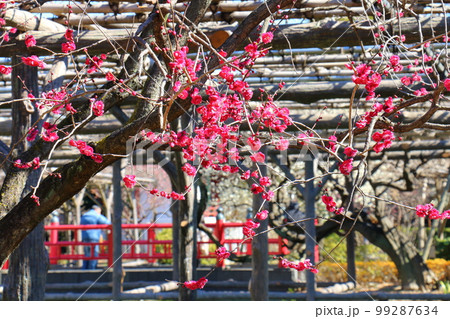 亀戸天神の梅まつり　うめ　紅梅　白梅　東京都江東区亀戸 99287634