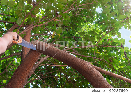 Man's hand sawing a tree branch the hand saw. Cutting of emergency dangerous trees. 99287690