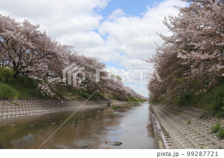 奈良佐保川の桜トンネル 奈良佐保川の桜トンネル 99287721