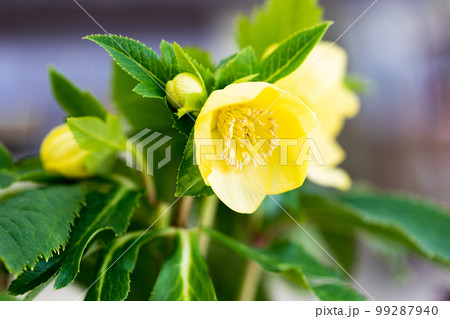 埼玉県狭山市 智光山公園クリスマスローズ展 埼玉県狭山市 智光山公園クリスマスローズ展 99287940