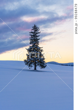 美瑛・クリスマスツリーの木 真冬の北海道観光 1月 美瑛・クリスマスツリーの木 真冬の北海道観光 1月 99288479