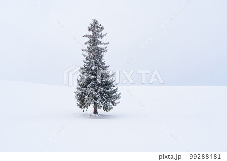 美瑛・クリスマスツリーの木　真冬の北海道観光　1月 99288481