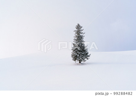 美瑛・クリスマスツリーの木 真冬の北海道観光 1月 美瑛・クリスマスツリーの木 真冬の北海道観光 1月 99288482