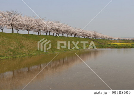 おの桜づづみ回廊 おの桜づづみ回廊 99288609