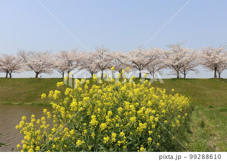 おの桜づづみ回廊 おの桜づづみ回廊 99288610