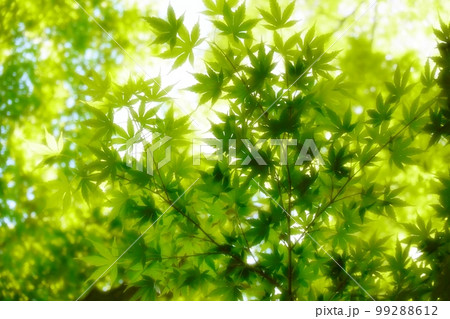 さわやかで眩しい青紅葉 99288612