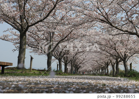 おの桜づづみ回廊 99288655