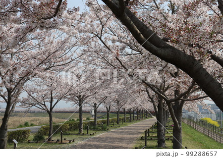 おの桜づづみ回廊 99288657