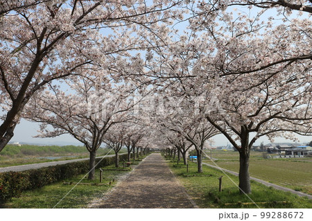 おの桜づづみ回廊 おの桜づづみ回廊 99288672