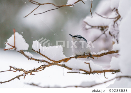 雪の中のゴジュウカラ　北海道の野鳥 99288683