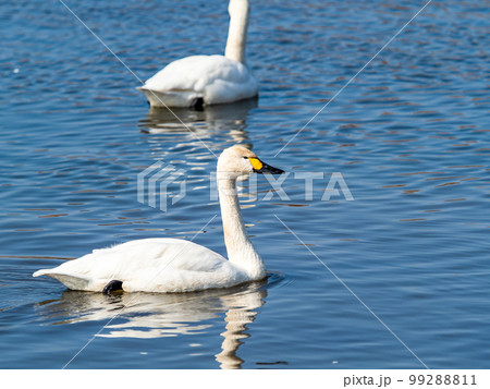 白鳥の越冬地　茨城県菅生沼の優雅で美しい白鳥の群れ 99288811