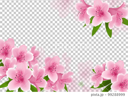 盛開的杜鵑花背景 盛開的杜鵑花背景 99288999