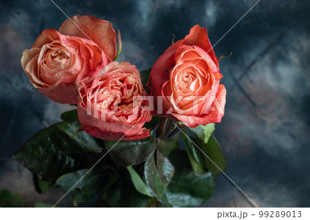 Bouquet of roses for the holiday. Women's day, Valentine's day, name day. On a dark background. Bouquet of roses for the holiday. Women's day, Valentine's day, name day. On a dark background. 99289013
