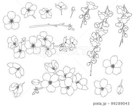 桜のモノトーン手描き線画素材セット 桜のモノトーン手描き線画素材セット 99289043
