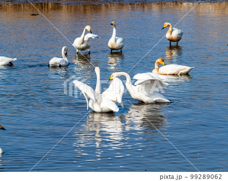 白鳥の越冬地　茨城県菅生沼の優雅で躍動的な白鳥の羽ばたき 99289062