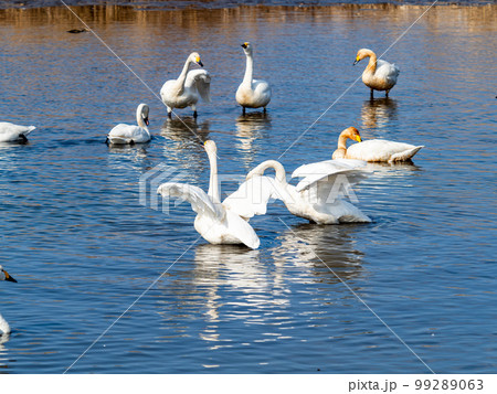 白鳥の越冬地　茨城県菅生沼の優雅で躍動的な白鳥の羽ばたき 99289063