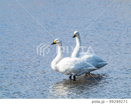 白鳥の越冬地 茨城県菅生沼の優雅で美しい白鳥の群れ 白鳥の越冬地 茨城県菅生沼の優雅で美しい白鳥の群れ 99289271