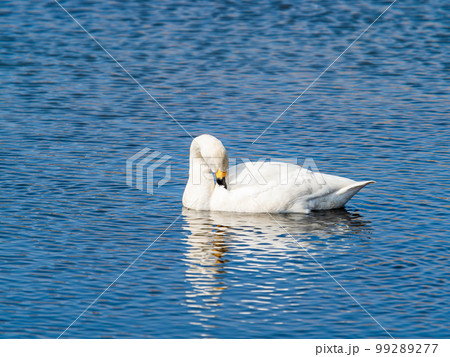 白鳥の越冬地　茨城県菅生沼の優雅で美しい白鳥の群れ 99289277