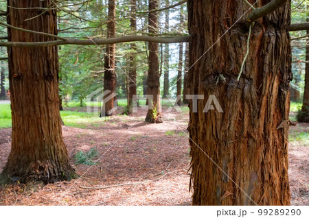 Sequoia or Redwood forest. Photo of a tree trunk. Secuoyas park. Sequoia or Redwood forest. Photo of a tree trunk. Secuoyas park. 99289290