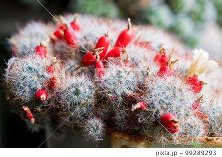 Mammillaria or pincushion cactus. Red of cactus Mammillaria hahniana in pot. Mammillaria or pincushion cactus. Red of cactus Mammillaria hahniana in pot. 99289293