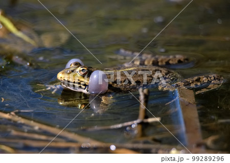 Pelophylax lessonae or Lake or Pool Frog.Frog in the pond. 99289296