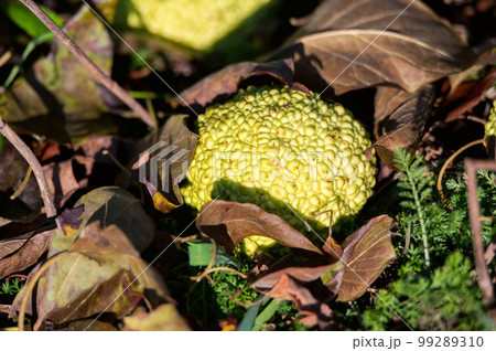 Maclura pomifera or Osage orange. Ripe fruits of Maclura. Maclura pomifera or Osage orange. Ripe fruits of Maclura. 99289310
