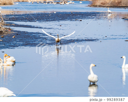 白鳥の越冬地　茨城県菅生沼の優雅で躍動的な白鳥の羽ばたき 99289387