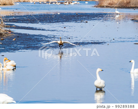 白鳥の越冬地　茨城県菅生沼の優雅で躍動的な白鳥の羽ばたき 99289388