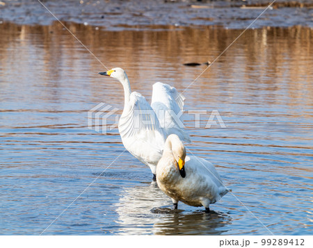 白鳥の越冬地　茨城県菅生沼の優雅で躍動的な白鳥の羽ばたき 99289412