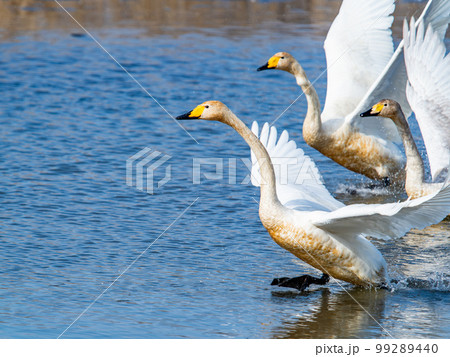 白鳥の越冬地 茨城県菅生沼の優雅で躍動的な白鳥の羽ばたき 白鳥の越冬地 茨城県菅生沼の優雅で躍動的な白鳥の羽ばたき 99289440
