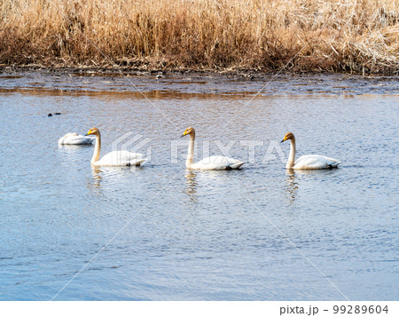 白鳥の越冬地　茨城県菅生沼の優雅で美しい白鳥の群れ 99289604