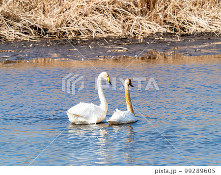白鳥の越冬地　茨城県菅生沼の優雅で美しい白鳥の群れ 99289605