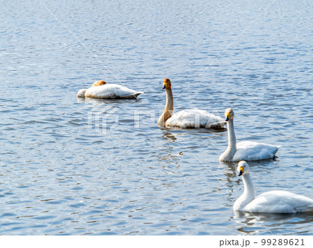 白鳥の越冬地　茨城県菅生沼の優雅で美しい白鳥の群れ 99289621