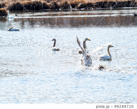 白鳥の越冬地　茨城県菅生沼の優雅で躍動的な白鳥の羽ばたき 99289710