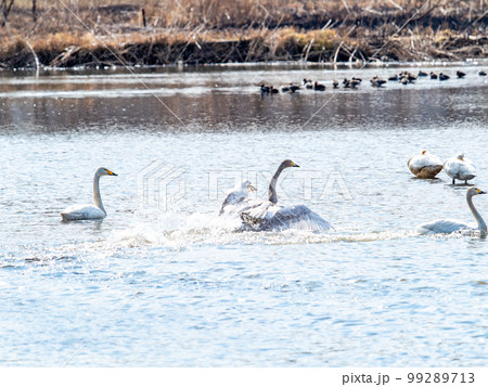白鳥の越冬地　茨城県菅生沼の優雅で躍動的な白鳥の羽ばたき 99289713