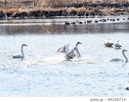白鳥の越冬地　茨城県菅生沼の優雅で躍動的な白鳥の羽ばたき 99289714