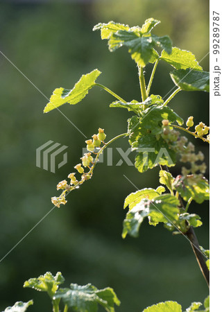Currant young stalks on twigs spring time 99289787