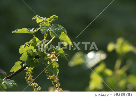 Currant young stalks on twigs spring time Currant young stalks on twigs spring time 99289788