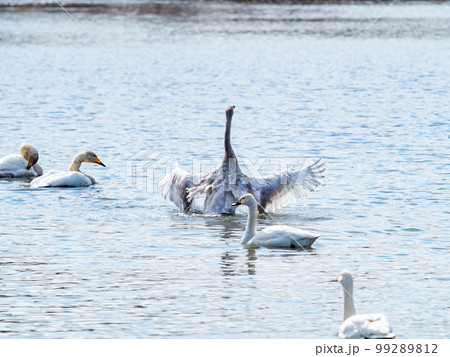 白鳥の越冬地 茨城県菅生沼の優雅で躍動的な白鳥の羽ばたき 白鳥の越冬地 茨城県菅生沼の優雅で躍動的な白鳥の羽ばたき 99289812
