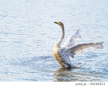 白鳥の越冬地 茨城県菅生沼の優雅で躍動的な白鳥の羽ばたき 白鳥の越冬地 茨城県菅生沼の優雅で躍動的な白鳥の羽ばたき 99289833